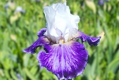 Tillamook Bay - Reblooming Iris