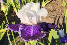 Tillamook Bay - Reblooming Iris