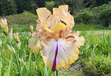 Toucan Tango Toucan Tango