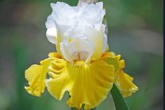 Tour De France Tour De France