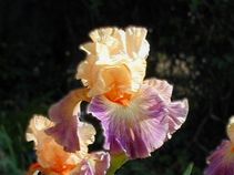 Undercurrent Undercurrent