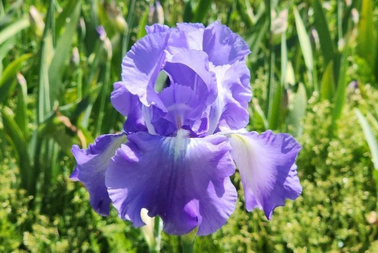 Victoria Falls - Reblooming Iris