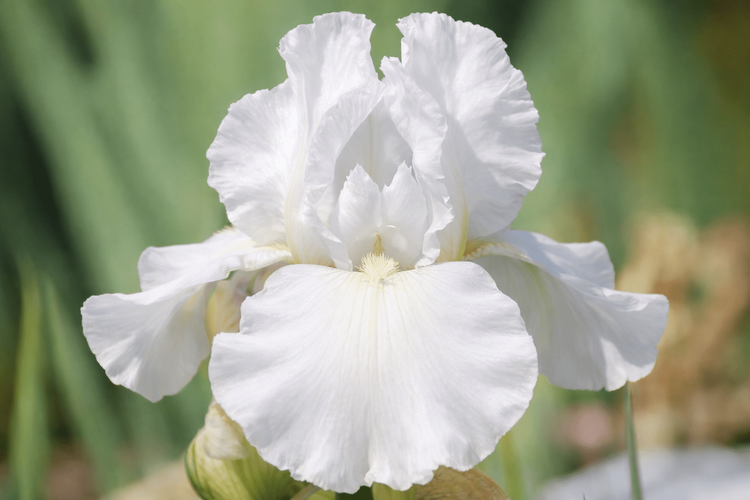 WHITE IRISES
