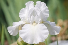 WHITE IRISES
