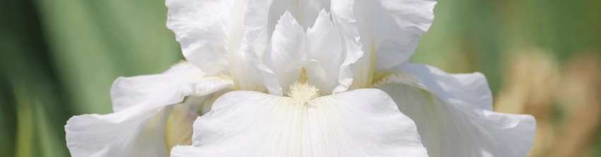 SHOP WHITE IRISES