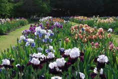 Wholesale 20 pack Wholesale 20 pack