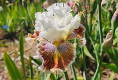 Wonders Never Cease Wonders Never Cease