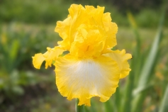 YELLOW IRISES
