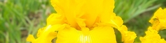 SHOP YELLOW IRISES