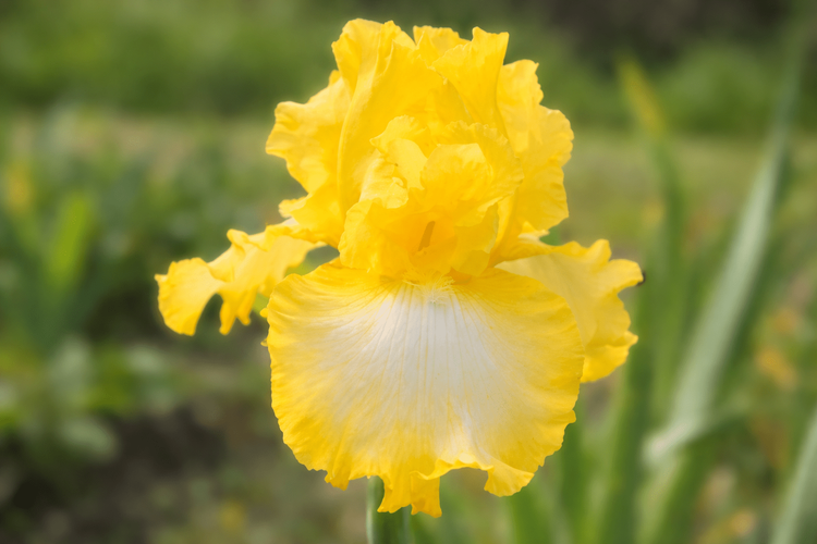 YELLOW IRISES