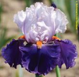 You Grow Girl You Grow Girl