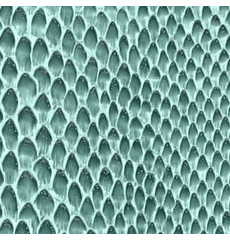 Skintex SF Exotic "Peacock"