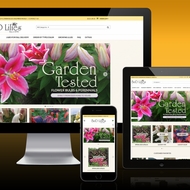 BD Lilies