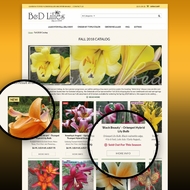 BD Lilies