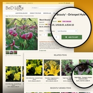 BD Lilies